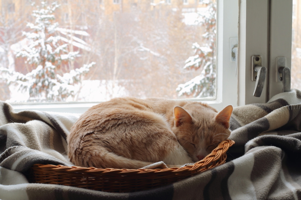 cat sleeping